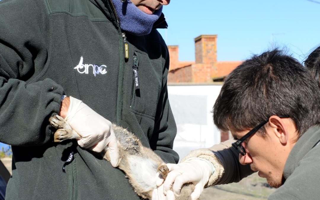NOVO MANUAL DE BOAS PRÁTICAS SANITÁRIAS PARA COELHO-BRAVO E LEBRE