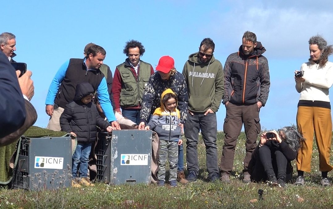 Assim se salva o lince-ibérico da extinção!